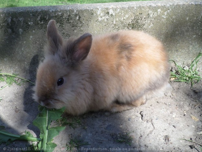 Photo de Lapin