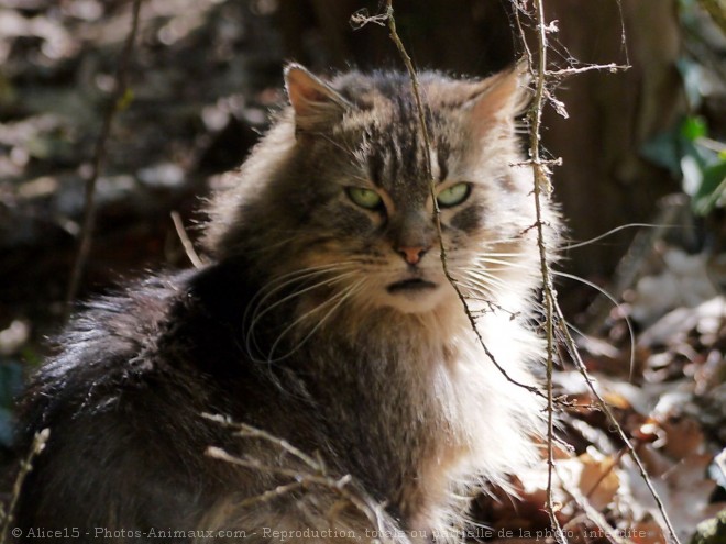 Photo de Chat domestique