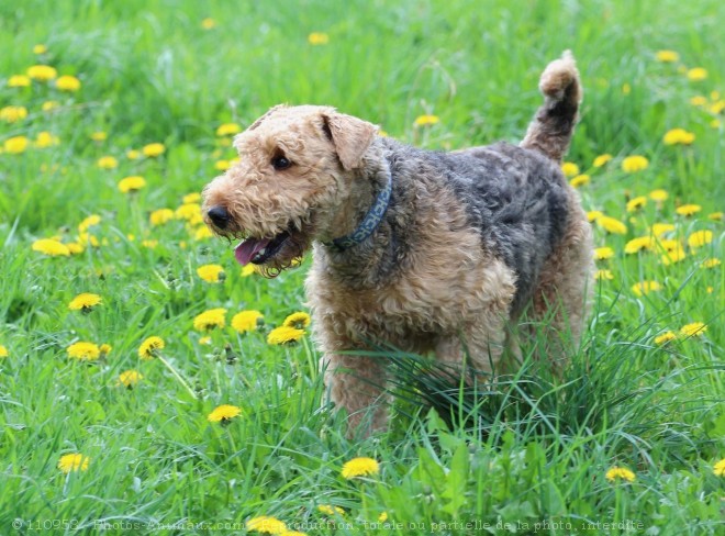 Photo d'Airedale terrier