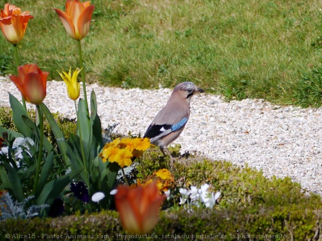 Photo de Geai - des chnes