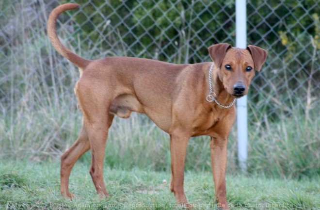 Photo de Pinscher allemand