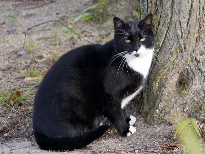 Photo de Chat domestique