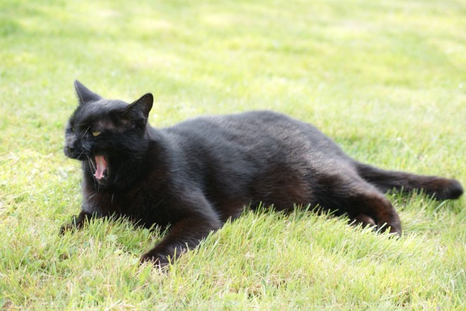 Photo de Chat domestique