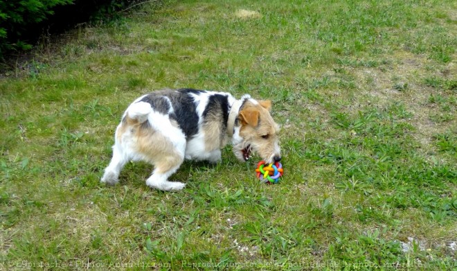 Photo de Fox terrier  poil dur