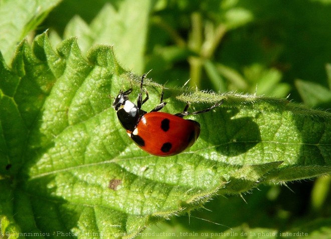 Photo de Coccinelle