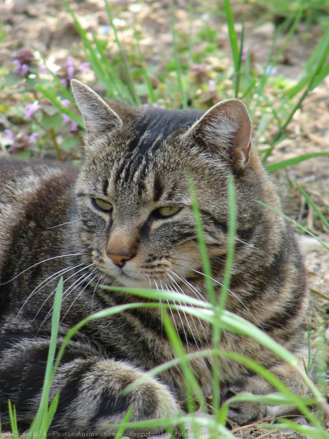 Photo de Chat domestique