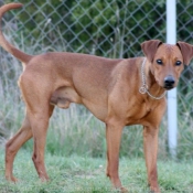 Photo de Pinscher allemand