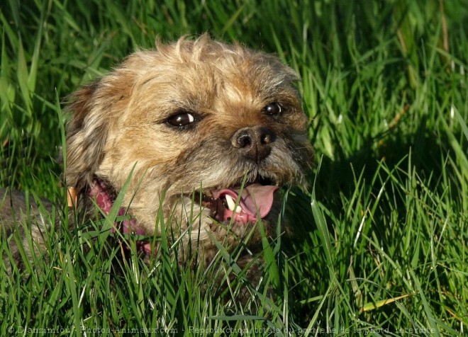 Photo de Border terrier