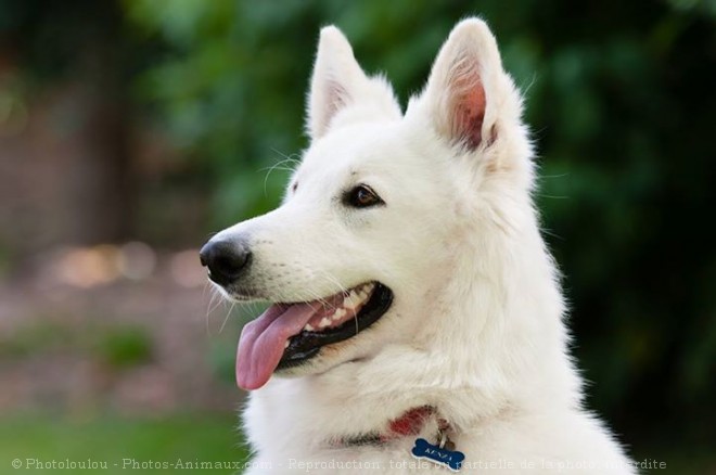 Photo de Berger blanc suisse