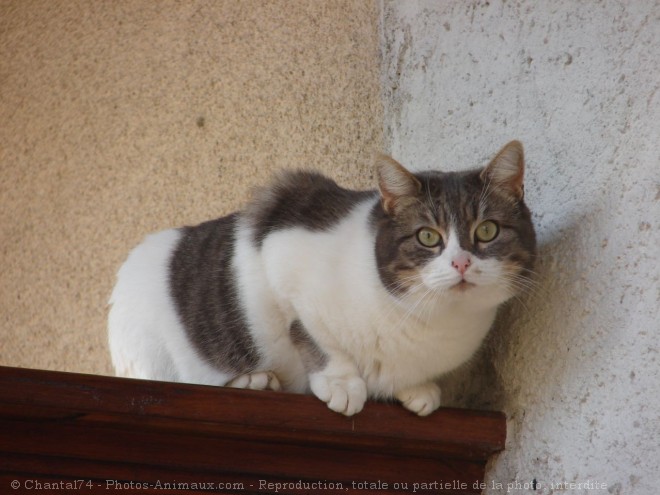 Photo de Chat domestique