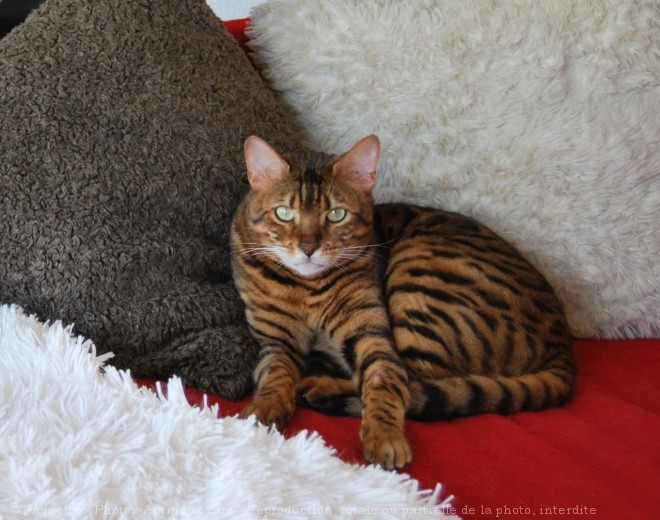 Photo de Bengal