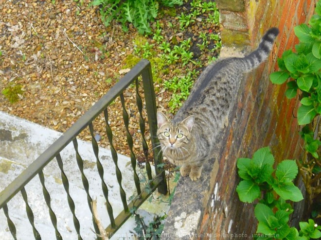 Photo de Chat domestique