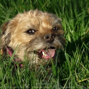 Photo de Border terrier