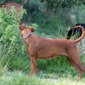 Photo de Pinscher allemand