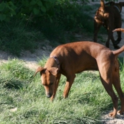 Photo de Pinscher allemand