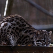 Photo de Chat lopard du bengale