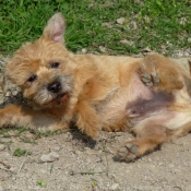 Photo de Border terrier