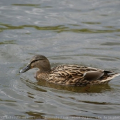 Photo de Canard colvert