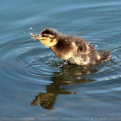 Photo de Canard