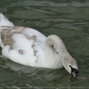 Photo de Cygne