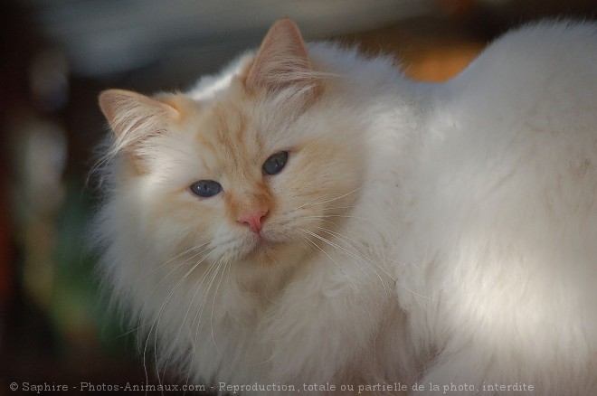 Photo de Sacr de birmanie