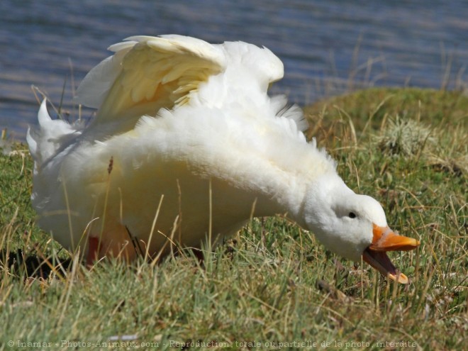 Photo de Canard