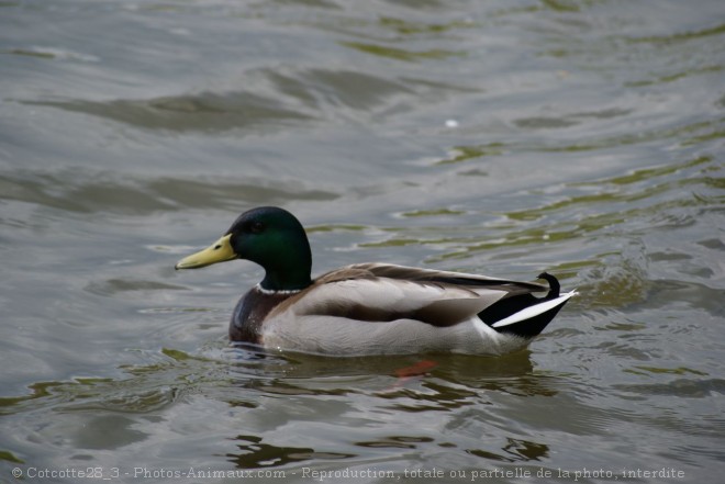 Photo de Canard colvert