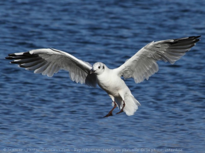 Photo de Mouette