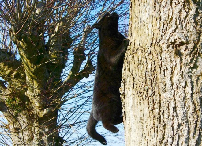 Photo de Chat domestique