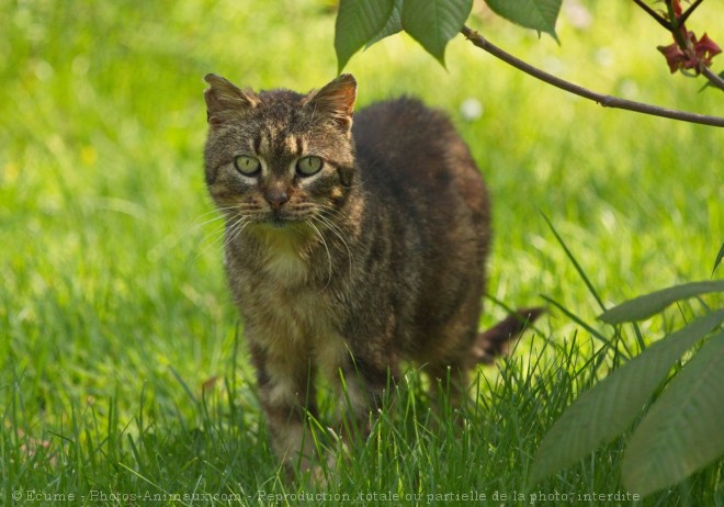 Photo de Chat domestique