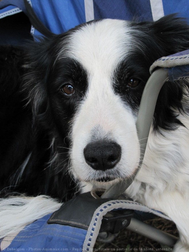 Photo de Border collie