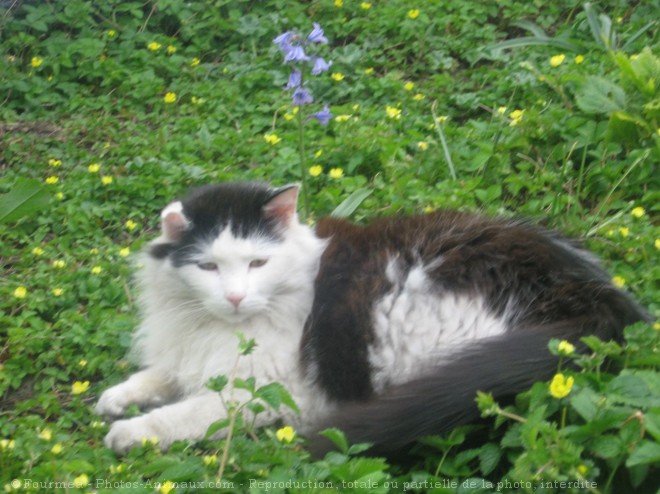 Photo de Chat domestique