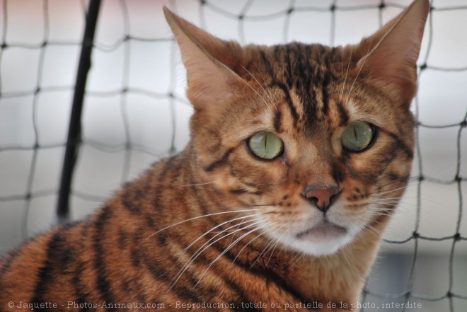 Photo de Bengal