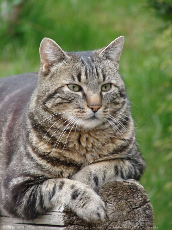 Photo de Chat domestique