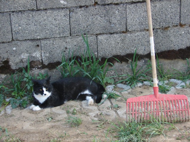 Photo de Chat domestique