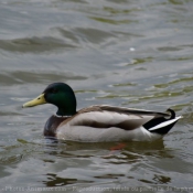 Photo de Canard colvert