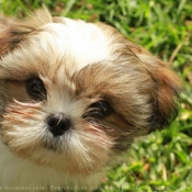 Photo de Shih tzu