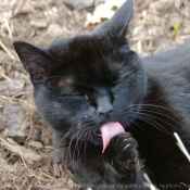 Photo de Chat domestique