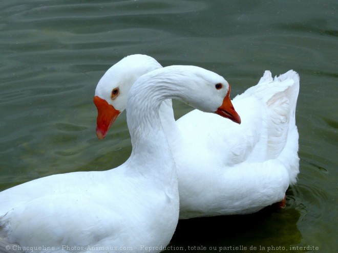 Photo de Cygne