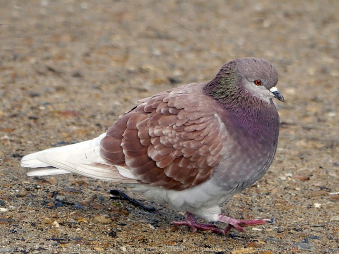 Photo de Pigeon - biset