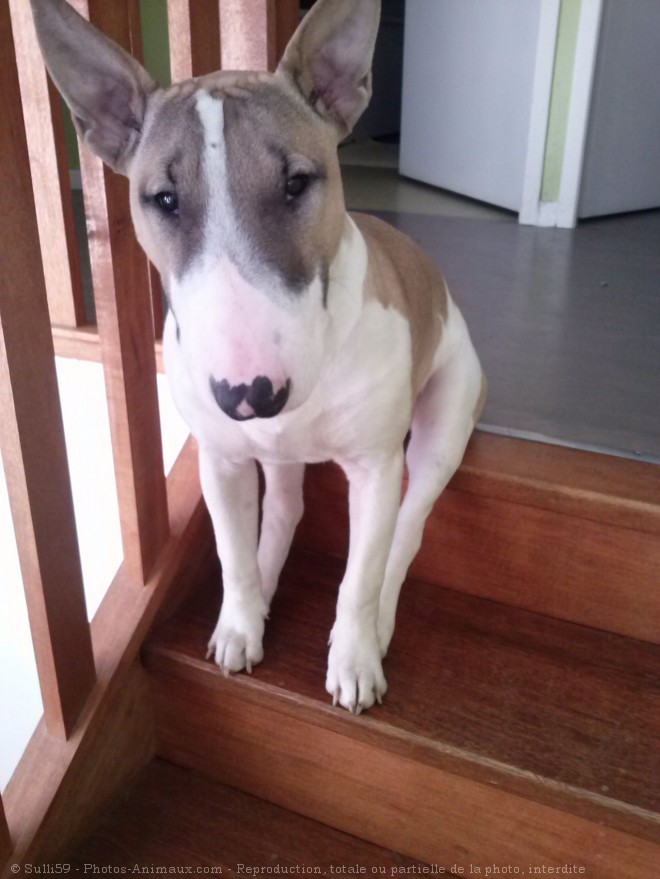 Photo de Bull terrier