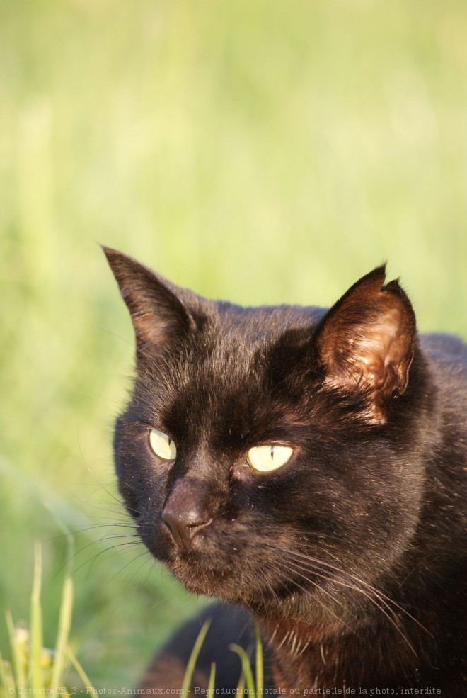 Photo de Chat domestique