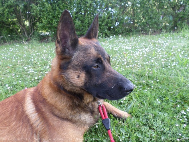 Photo de Berger belge malinois