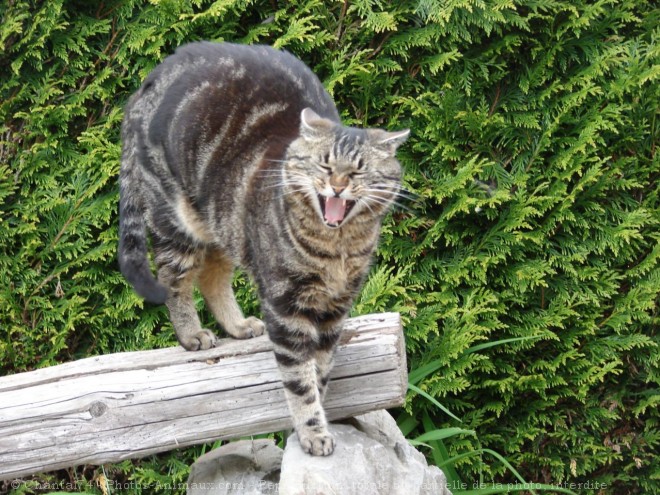 Photo de Chat domestique