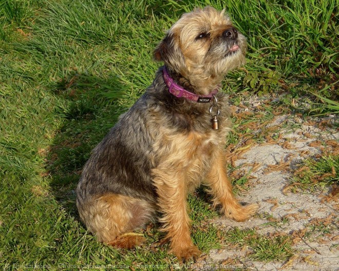 Photo de Border terrier