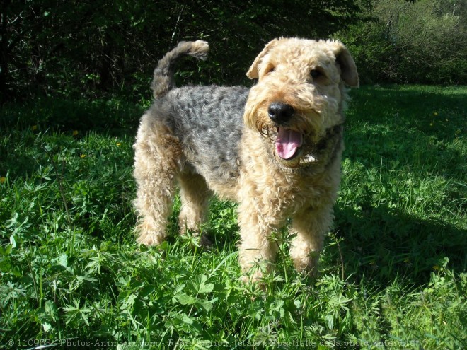 Photo d'Airedale terrier