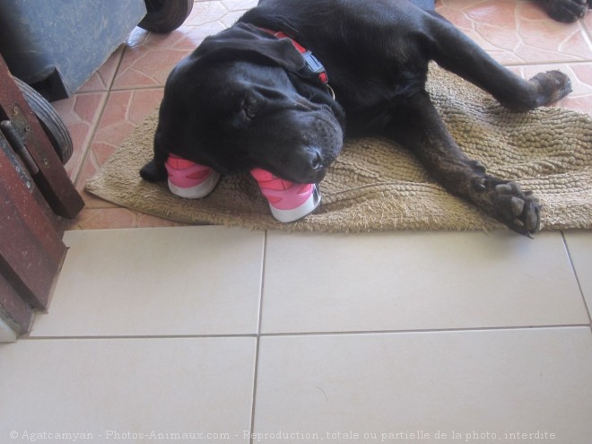 Photo de Labrador retriever