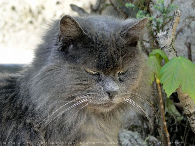 Photo de Chat domestique