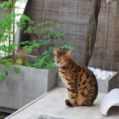 Photo de Bengal