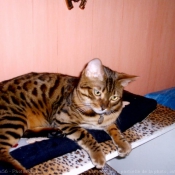 Photo de Bengal